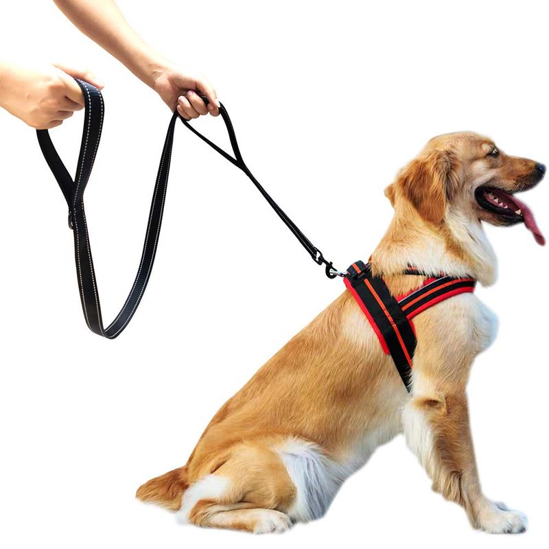 Leash Control and Safety