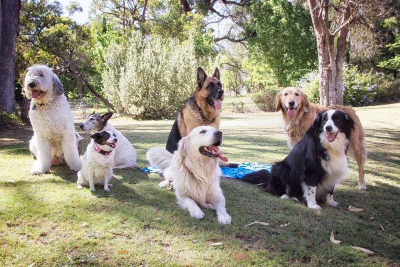 Socialization Opportunities