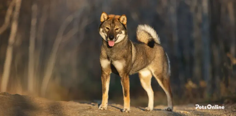 Shikoku