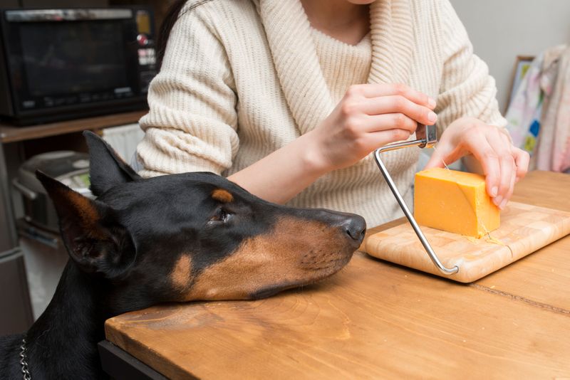 Cheese