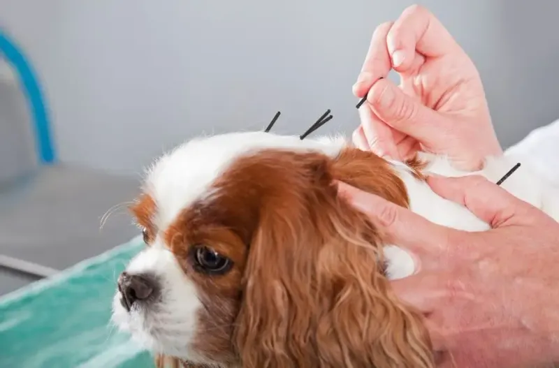 Holistic Approaches and Therapies