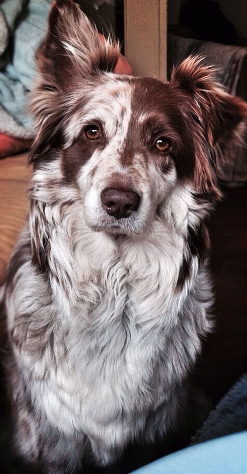 Australian Shepherd