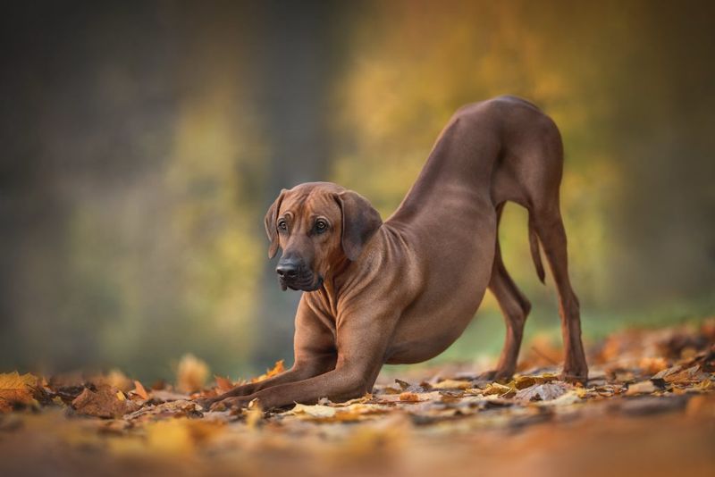 Rhodesian Ridgeback