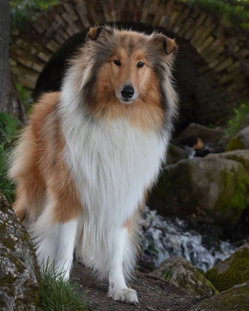 Collie