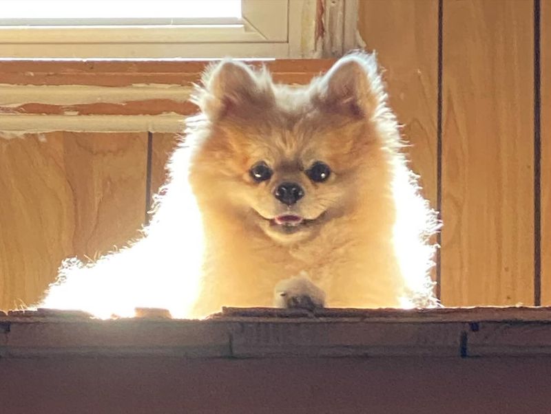 Pomeranian