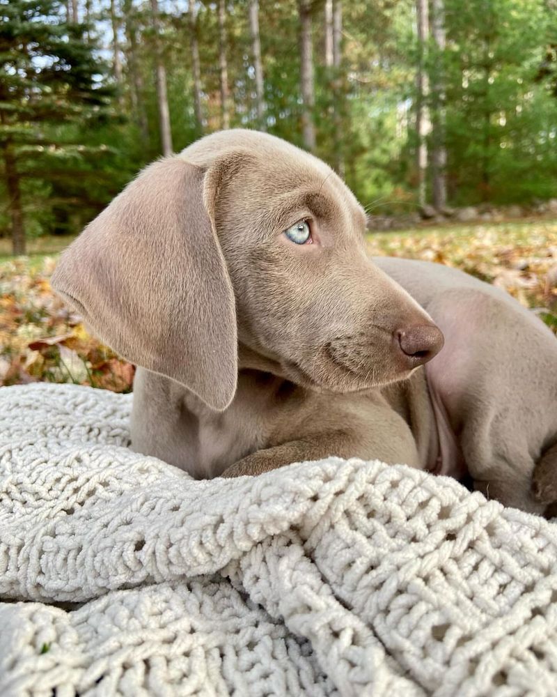 Weimaraner