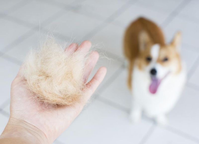 Dull Coat and Hair Loss