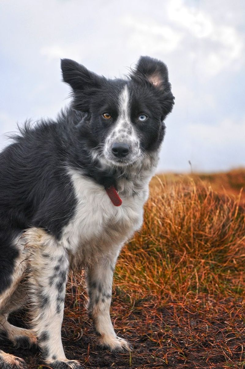 Border Collie