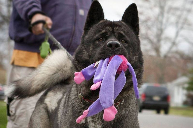 Akita