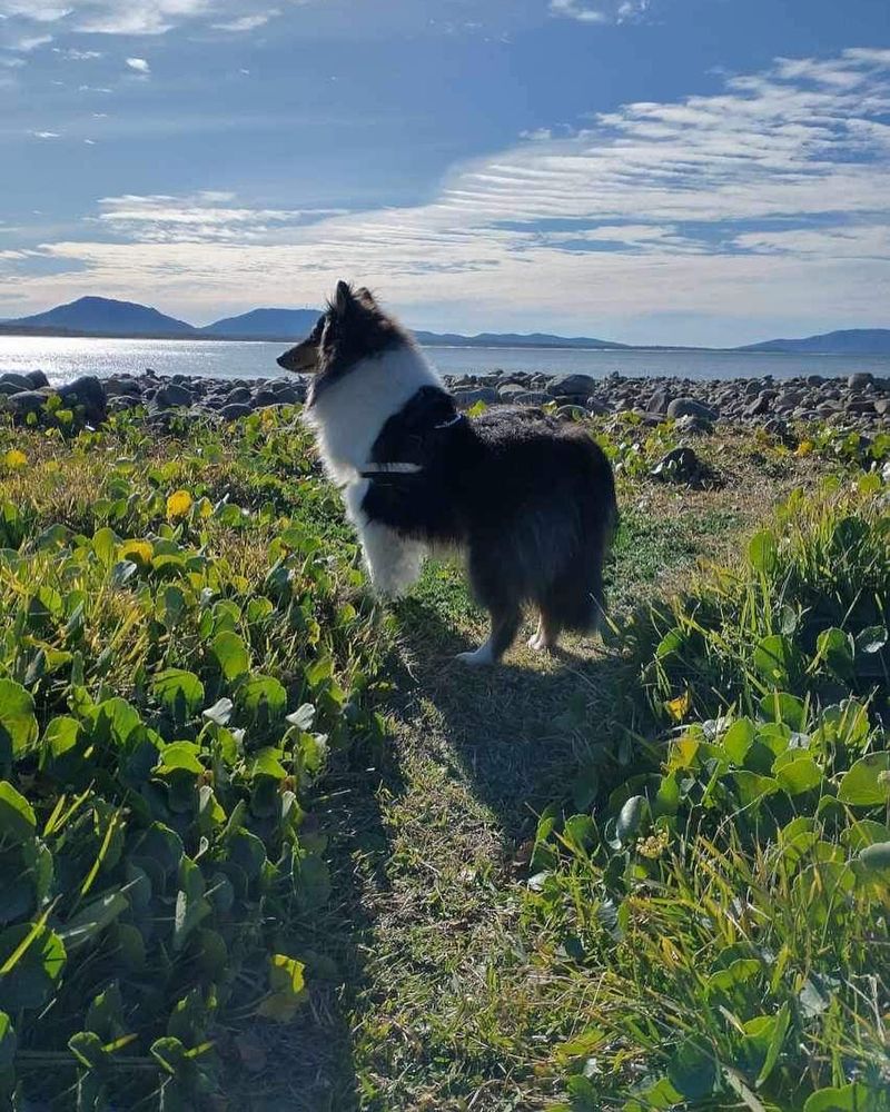 Collie