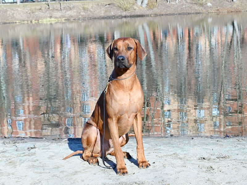 Rhodesian Ridgeback