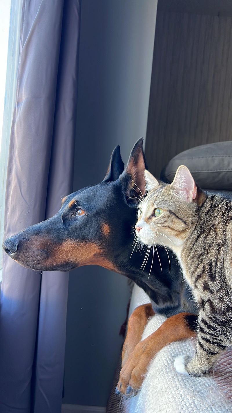 Doberman Pinscher