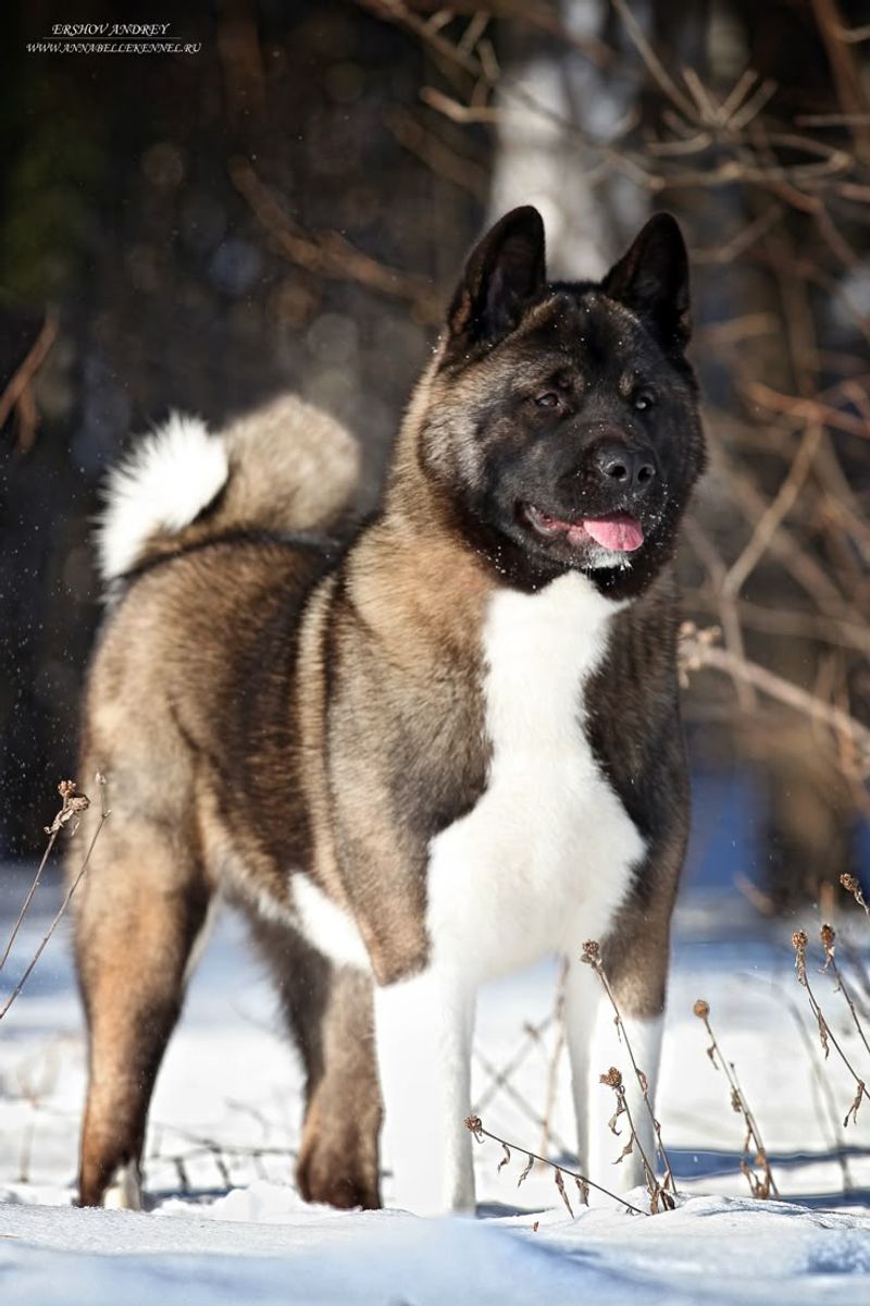 Akita