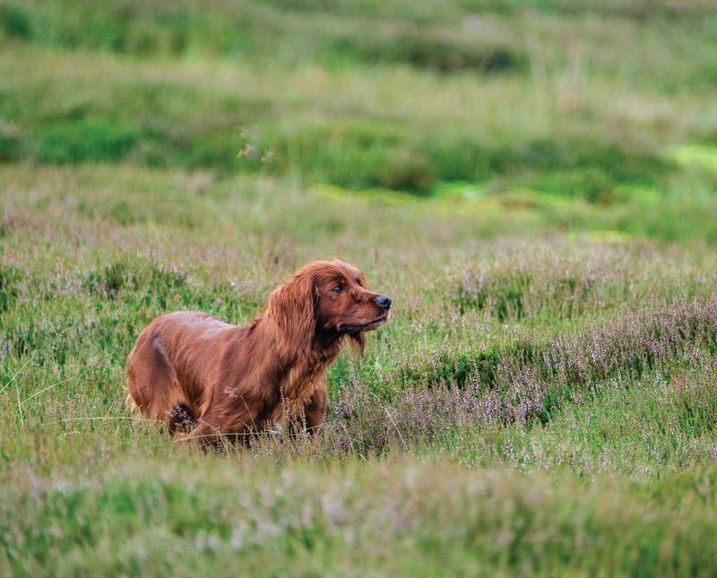 Irish Setter