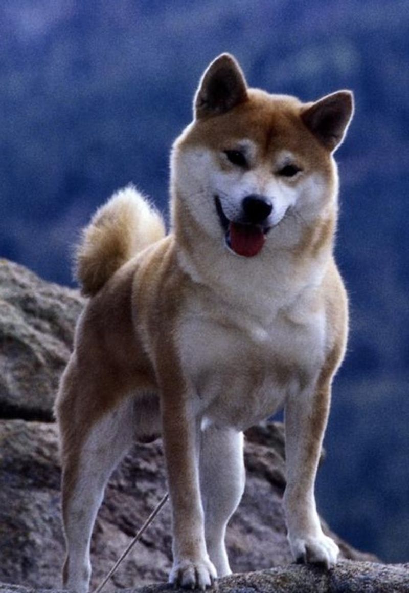 Shiba Inu