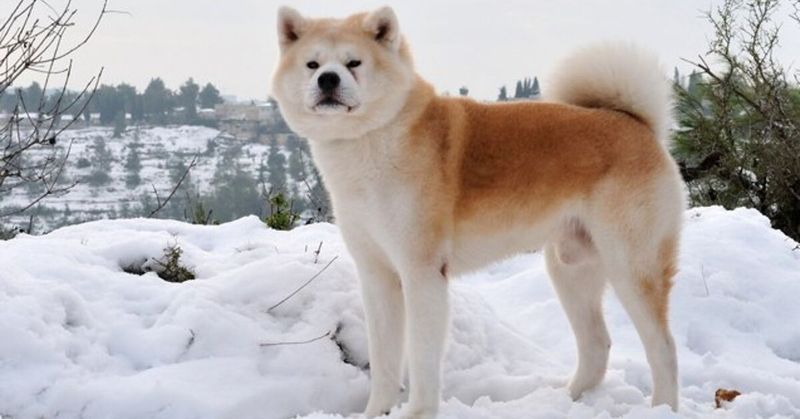 Akita