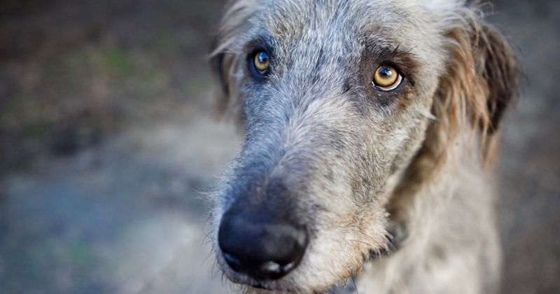 Irish Wolfhound