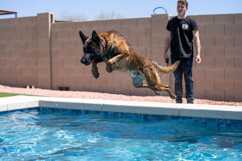 Belgian Malinois