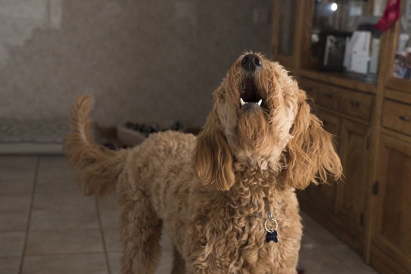 Excessive Barking