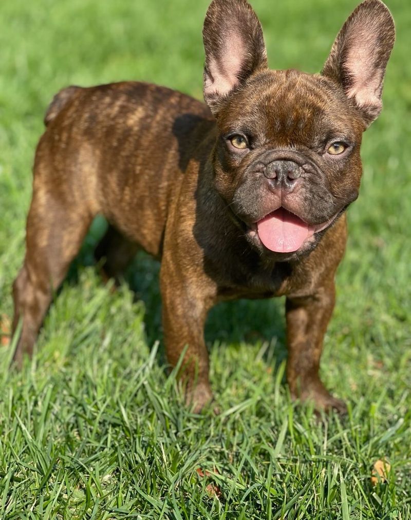 French Bulldog