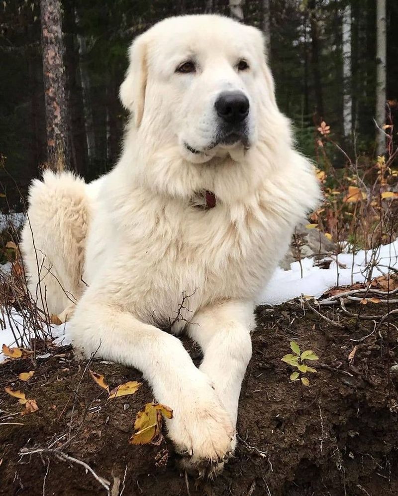 Great Pyrenees