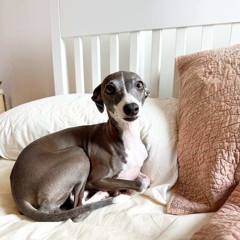 Italian Greyhound