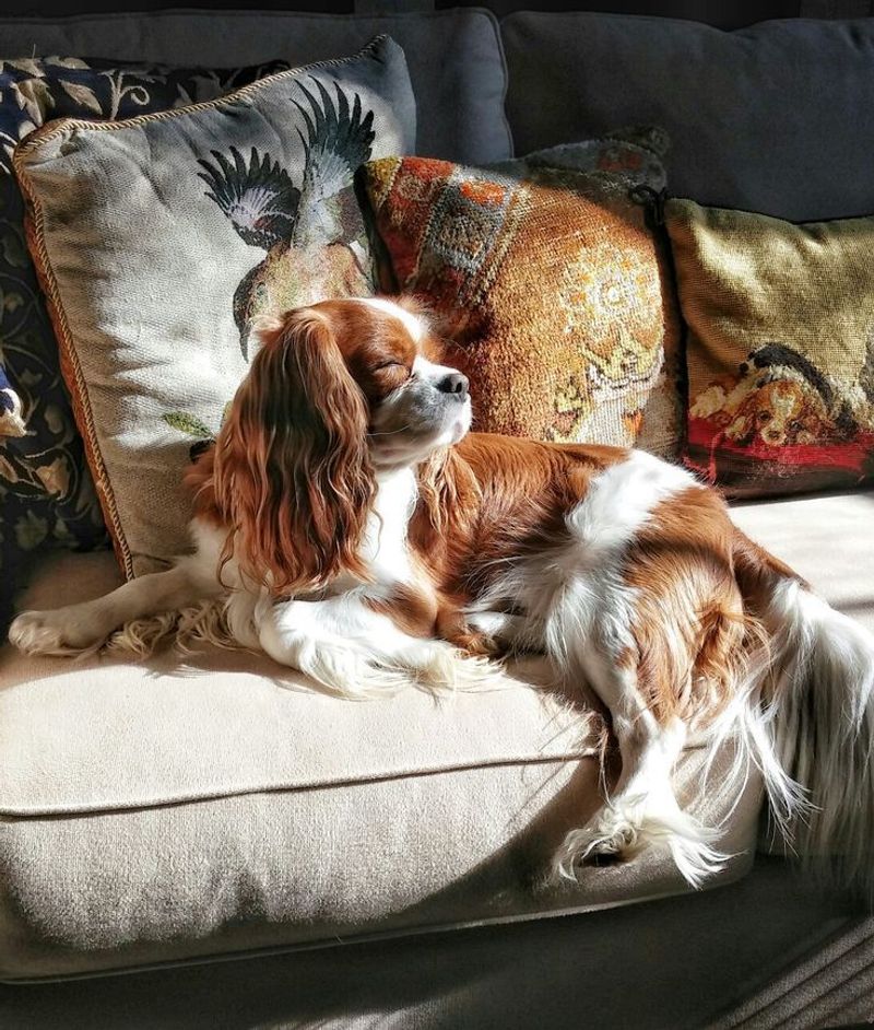 Cavalier King Charles Spaniel