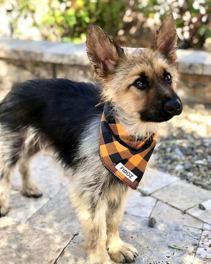 Dwarf German Shepherd