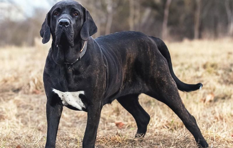 Fila Brasileiro