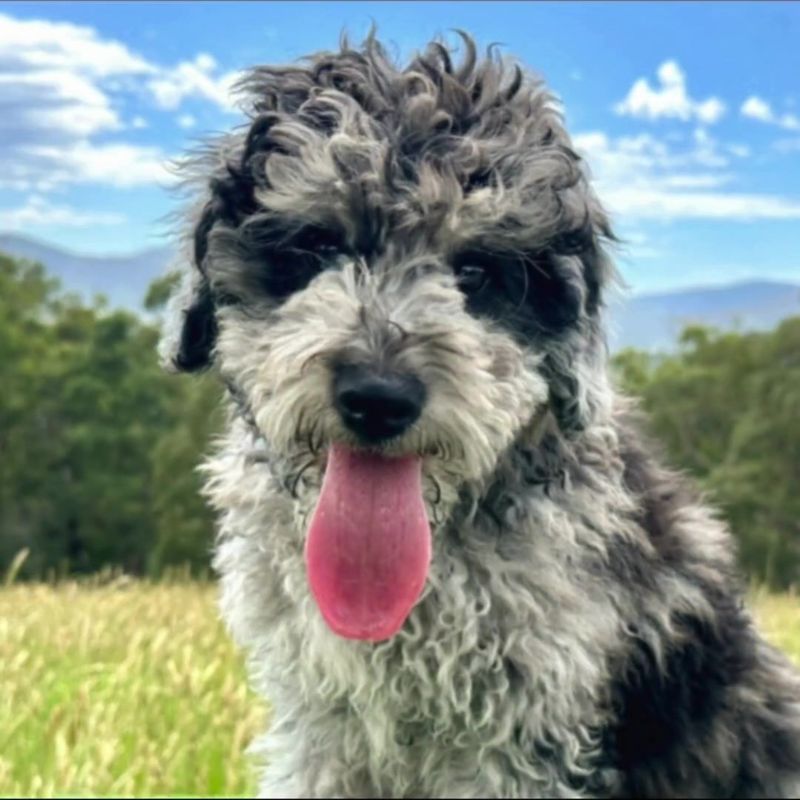 Bordoodle