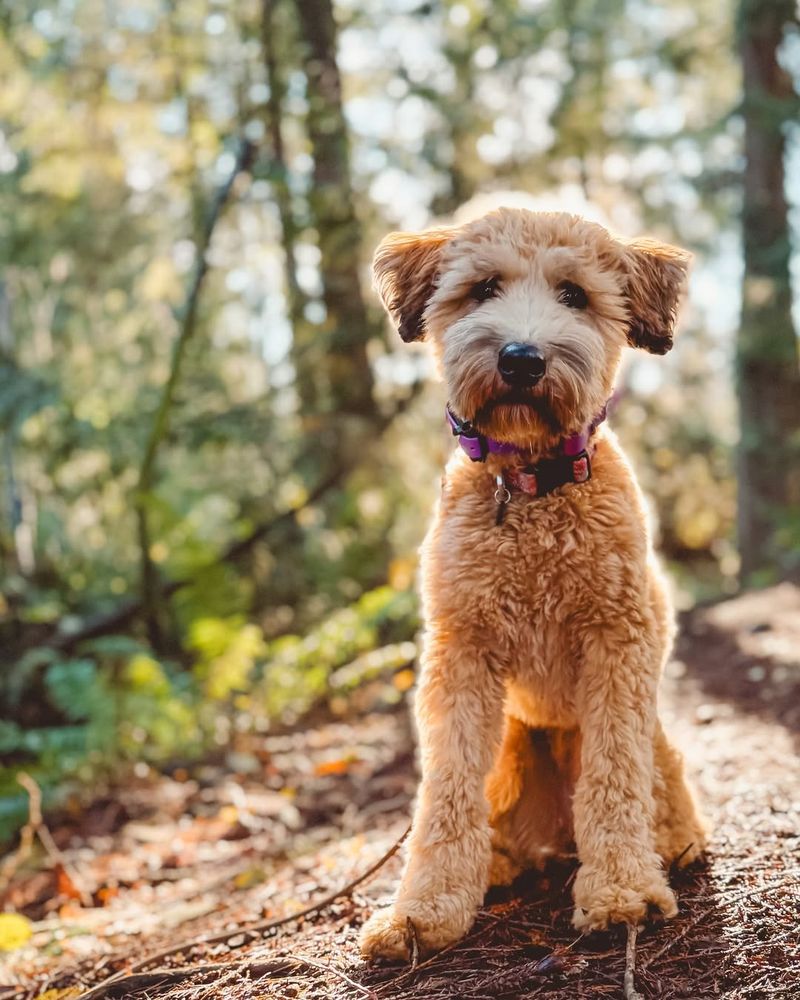 Whoodle