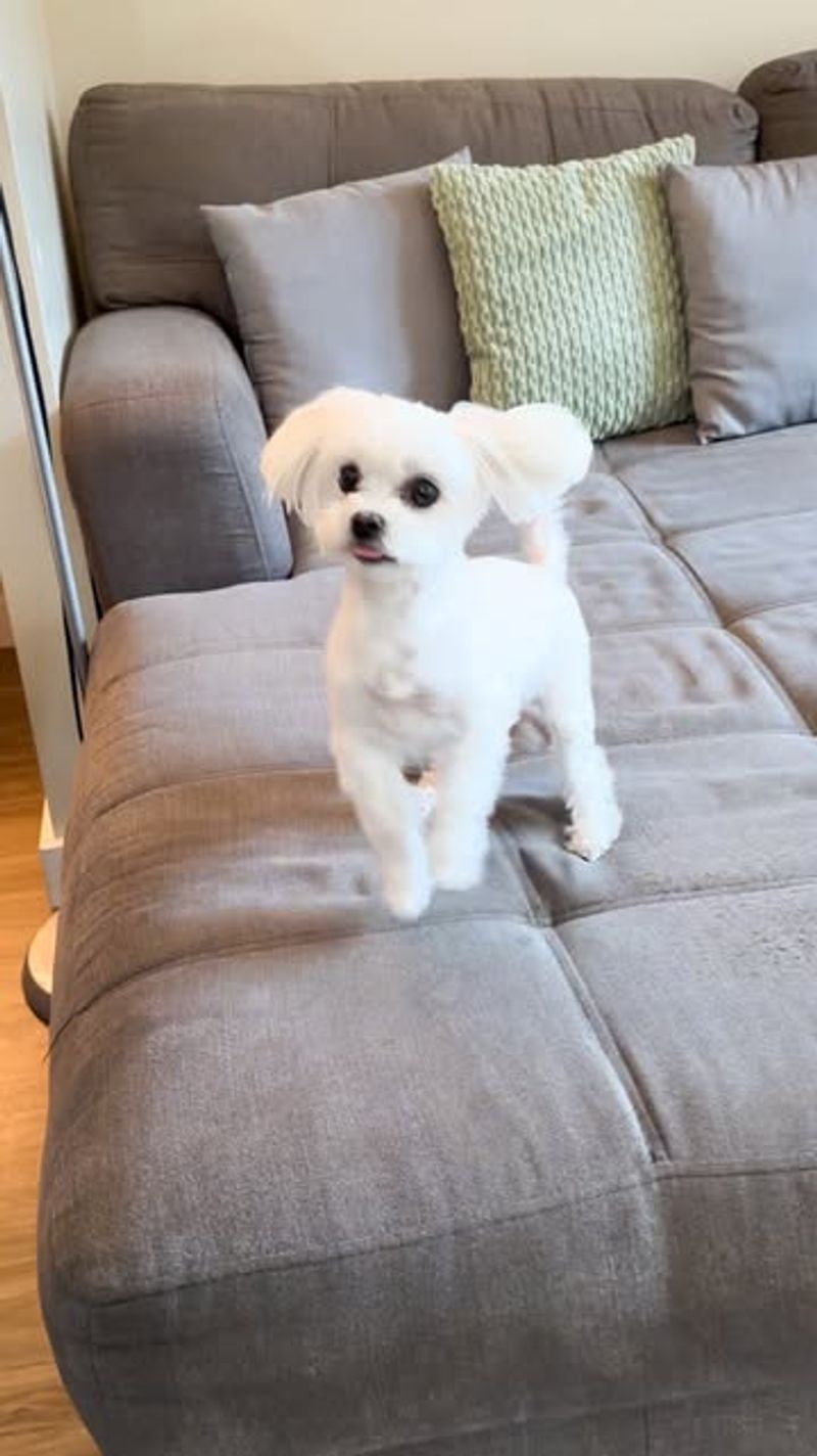 Maltese