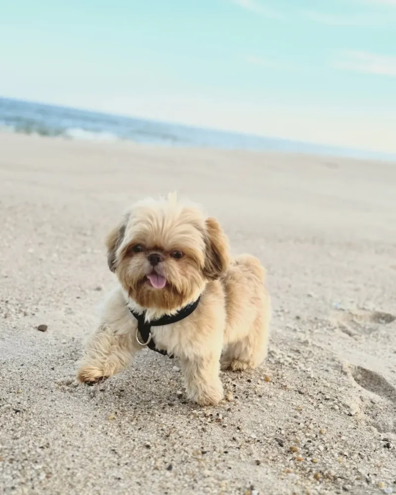 Shih Tzu