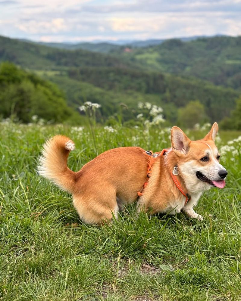 Pembroke Welsh Corgi