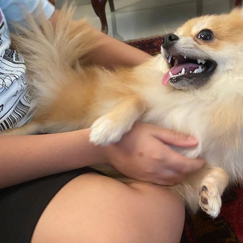 Pomeranian