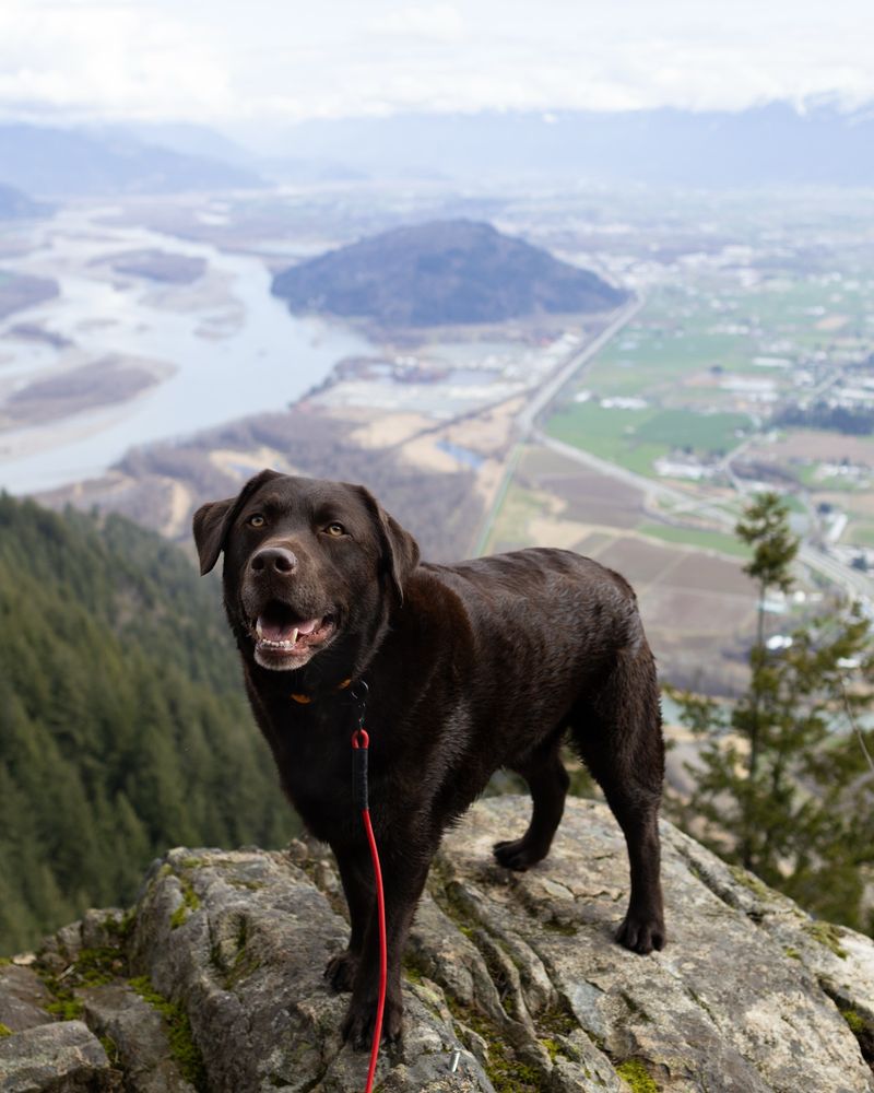 Labrador Retriever