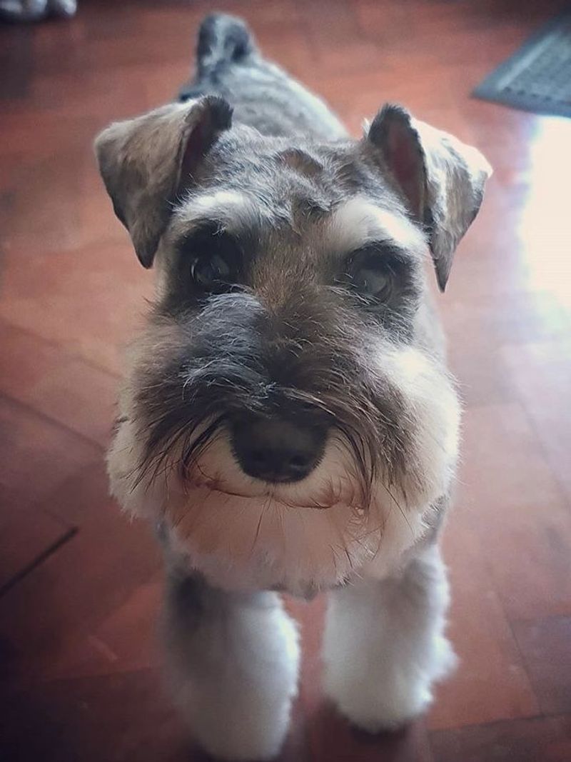 Miniature Schnauzer