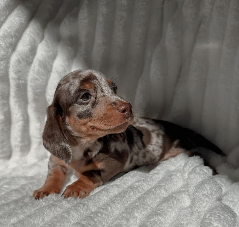 Dachshund