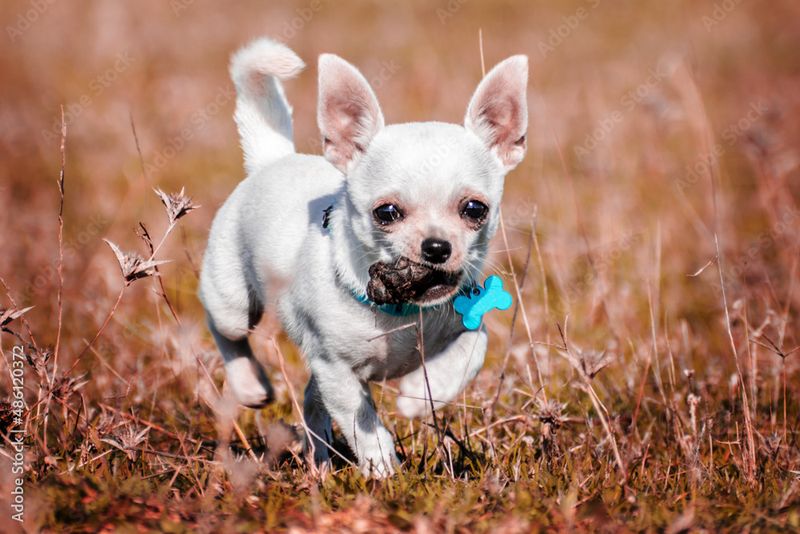 Charlie the Cheerful Chihuahua