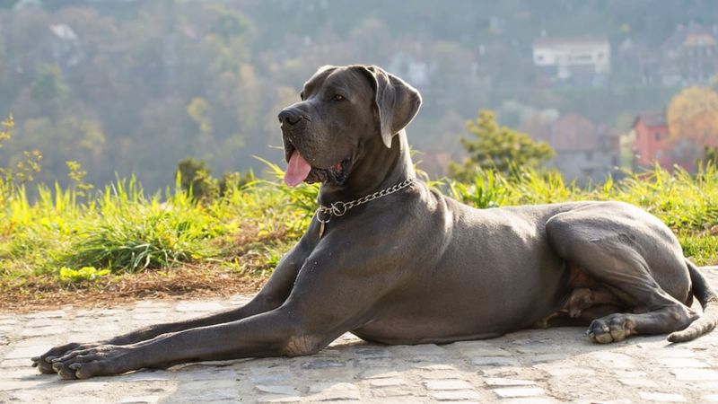 6. Great Dane