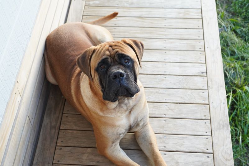 2. Gentle Giant Temperament