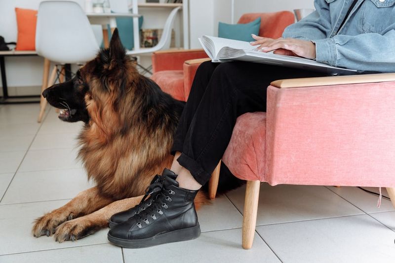 2. Loyal Companions