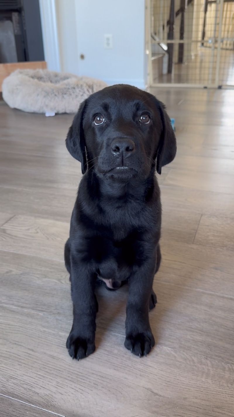 Labrador Retriever