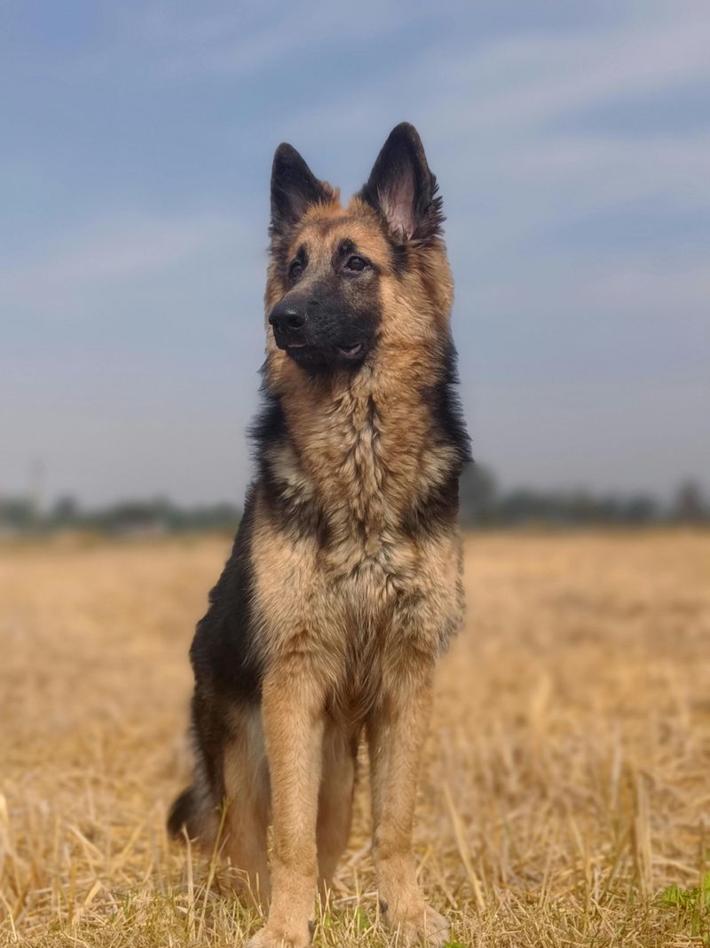 German Shepherd