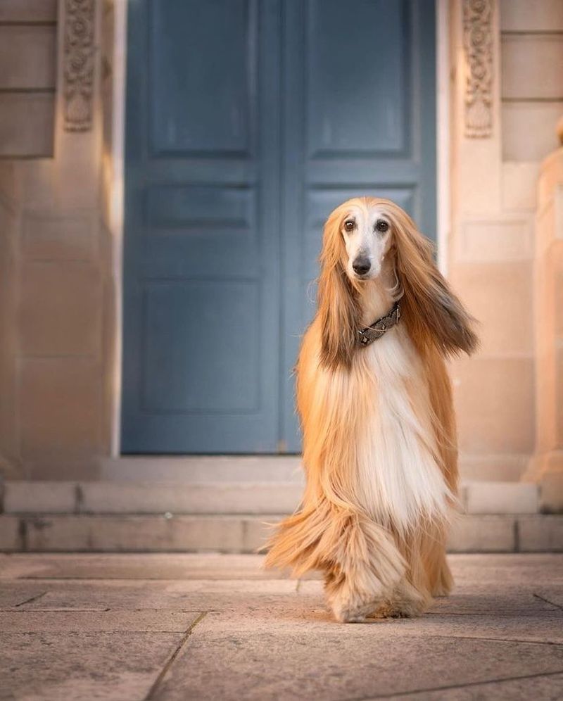 Afghan Hound