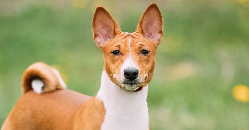 Basenji