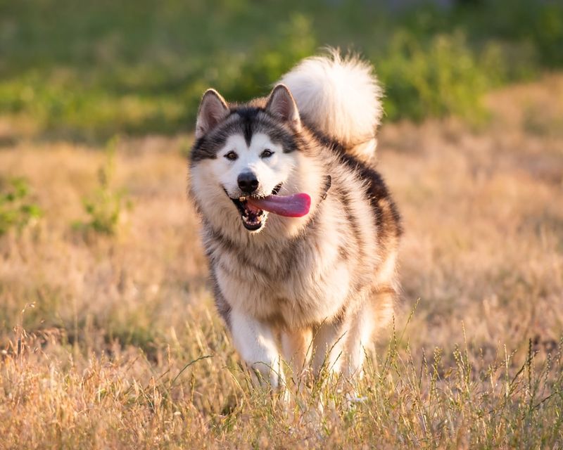 Alaskan Malamute