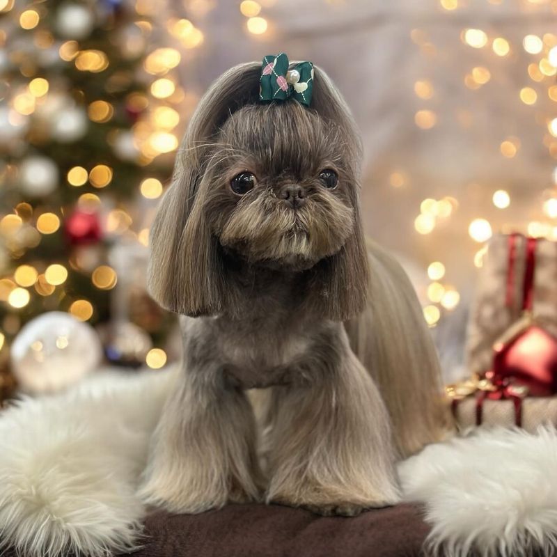 Shih Tzu