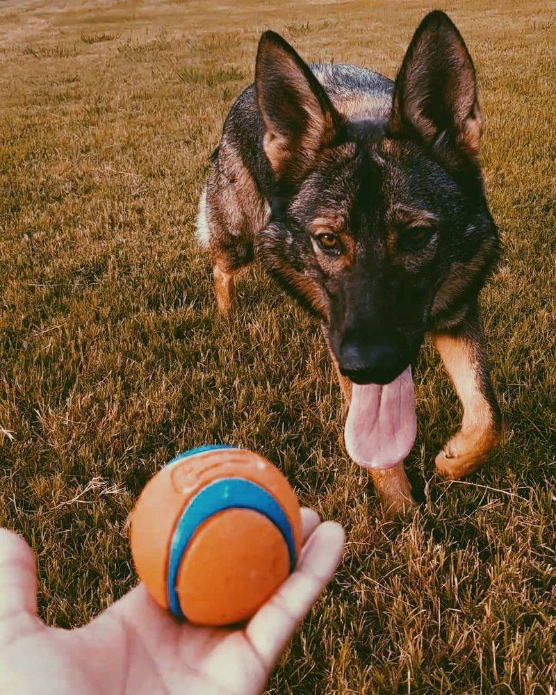 Chuckit! Ultra Ball