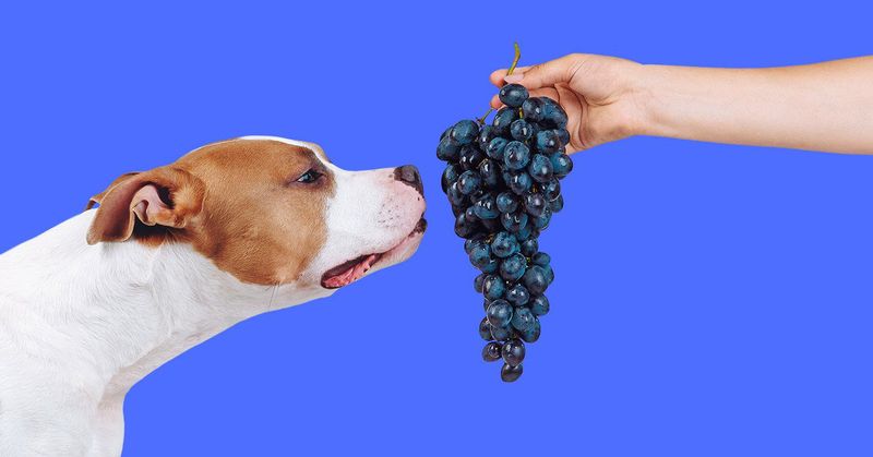 Grapes and Raisins